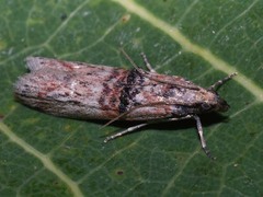 Nephopterix angustella