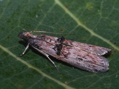 Nephopterix angustella