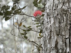 Metrosideros polymorpha