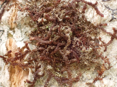 Frullania nisquallensis