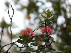 Metrosideros polymorpha