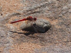Diplacodes haematodes