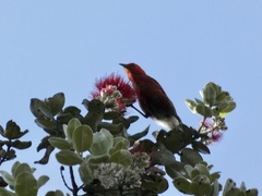 Himatione sanguinea
