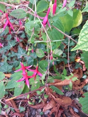 Fuchsia magellanica