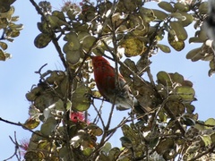 Himatione sanguinea