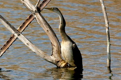 Anhinga rufa