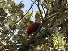 Himatione sanguinea