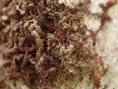 Frullania nisquallensis