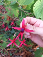 Fuchsia magellanica