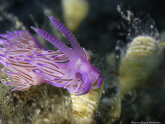 Flabellina affinis