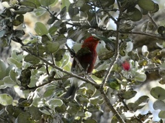 Himatione sanguinea