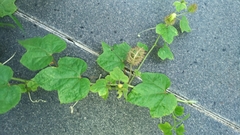 Passiflora vesicaria