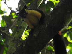 Ratufa bicolor