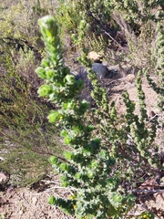 Cliffortia