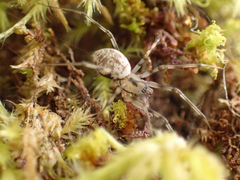 Drapetisca alteranda