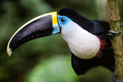 Ramphastos