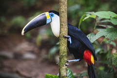 Ramphastos