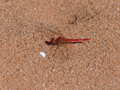Diplacodes haematodes