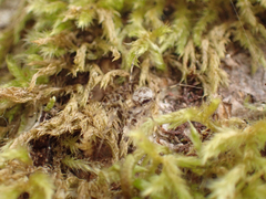 Drapetisca alteranda