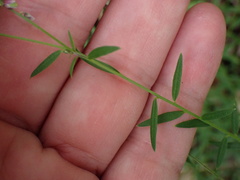 Polygala paniculata