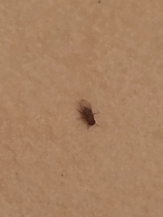 Drosophilidae