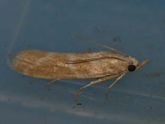Bradyrrhoa gilveolella