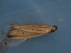 Hypsotropa unipunctella