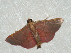 Hypsopygia pelasgalis