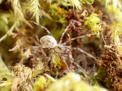 Drapetisca alteranda