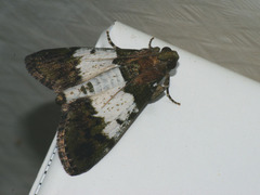 Teliphasa albifusa