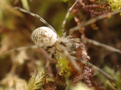 Drapetisca alteranda