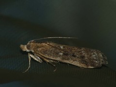 Isauria dilucidella