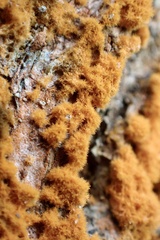 Trentepohlia