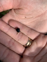 Chrysolina haemoptera