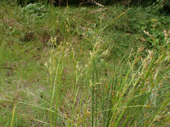 Juncus tenuis