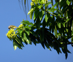 Deplanchea tetraphylla