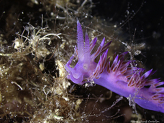 Flabellina affinis