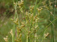 Juncus tenuis