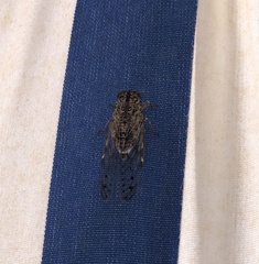 Cicada orni