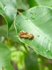 Acontia