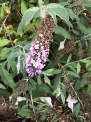 Buddleja davidii