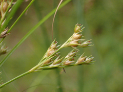Juncus tenuis
