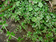 Galium formosense