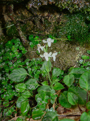 Platanthera brevicalcarata
