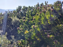 Protea neriifolia