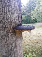 Inonotus hispidus