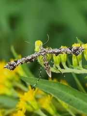 Amblyptilia punctidactyla
