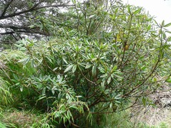 Rhododendron pseudochrysanthum
