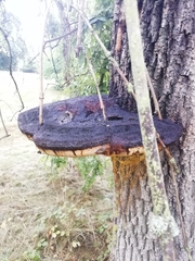 Inonotus hispidus