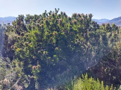 Protea neriifolia